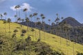 Isolated wax palm trees on a yellow-green grassy mountain ridge, blue sky and dark mountains in background, in Cocora Valley, Royalty Free Stock Photo