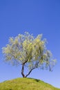 Isolated weeping willow tree on a hill Royalty Free Stock Photo