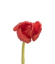 Isolated wet red tulip on a clean white background Royalty Free Stock Photo