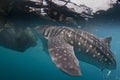 Isolated Whale Shark portrait underwater in Papua