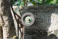 Isolated wheel in the garden