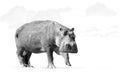 Isolated on white background, artistic, black and white photo of african Hippo, Hippopotamus amphibius, low angle, direct view of Royalty Free Stock Photo