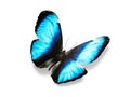 isolated on white background blue butterfly Royalty Free Stock Photo
