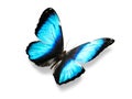 Isolated on white background blue butterfly Royalty Free Stock Photo