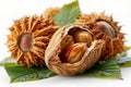 Isolated on white background, chestnut fruit with green leaves and shell open showing seed inside. Royalty Free Stock Photo