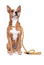 Isolated on a white background.  Dog in orange leash. Red American Pit Bull Terrier. Mixed breed. Masculine dog. Royalty Free Stock Photo
