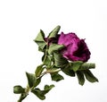 Isolated on a white background dry flower with crumpled parts of dry leaves and petals with a part of dry stem