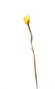 Isolated on a white background dry flower with crumpled parts of dry leaves and petals with a part of dry stem.