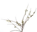 Isolated on a white background dry flower with crumpled parts of dry leaves and petals with a part of dry stem.