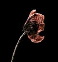 Dried poppy. Isolated on a black background dry flower with crumpled parts of dry leaves and petals with a part of dry Royalty Free Stock Photo