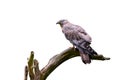 Isolated on white background, European honey buzzard, Pernis apivorus, migratory bird of prey, sitting on a branch.