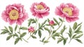 Isolated on white background are hand drawn watercolor peonies and botanical decorations Royalty Free Stock Photo