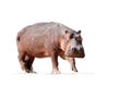 Isolated on white background, Hippo, Hippopotamus amphibius, low angle, direct view of big bull hippo staring at camera. Dangerous Royalty Free Stock Photo