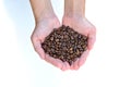 Girl is holding coffee beans in her hands.