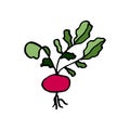 Isolated on white background picture radish, hand-drawing, doodle, vector Royalty Free Stock Photo