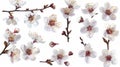 An isolated white background with plum-tree flowers. Royalty Free Stock Photo