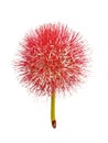 Isolated on white background of powder puff lily or blood flower. Whole part of plant with red petal and yellow pollen