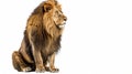 An isolated white background with a sitting lion staring off into the distance, Panthera Leo, 10 years old Royalty Free Stock Photo