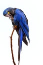 Isolated on white background, vertical view of large blue parrot, Hyacinth macaw, Anodorhynchus hyacinthinus, perched on twig. Royalty Free Stock Photo