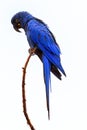 Isolated on white background, vertical view of large blue parrot, Hyacinth macaw, Anodorhynchus hyacinthinus, perched on twig. Royalty Free Stock Photo