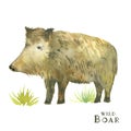 watercolor wild boar with grass sheaves