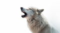 Isolated on white background wolf. Generative AI Royalty Free Stock Photo