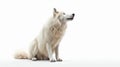 Isolated on white background wolf. Generative AI Royalty Free Stock Photo