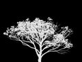 An isolated white bare leafless tree silhouette and white flying bird against black sky background illustration. Royalty Free Stock Photo