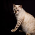 Isolated white bengal cat Royalty Free Stock Photo