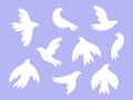 Isolated white birds silhouettes. Flying bird, dove or seagull. Peace symbols design. Racy vector wild abstract flock Royalty Free Stock Photo
