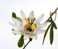 isolated white blue passion flower Passiflora caerulea Royalty Free Stock Photo