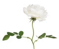 Isolated white brier flower on stem