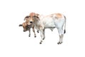 Bastard brahman cattle Royalty Free Stock Photo