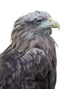 Isolated on white brown eagle portrait Royalty Free Stock Photo