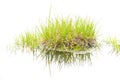 Isolated bush grass with reflections Royalty Free Stock Photo