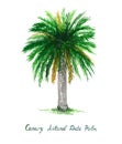 Isolated on white, Canary island date palm tree Phoenix canariensis watercolor painting, illustration design element