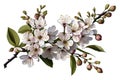 Isolated White Cherry Blossom Branch With Leaves - Generative AI