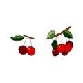 Isolated on white cherry Stock illustration, vector, hand drawing, design element  for printing, scrapbooking, postcard Royalty Free Stock Photo