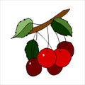 Isolated on white cherry Stock illustration, vector, hand drawing, design element  for printing, scrapbooking, postcard Royalty Free Stock Photo