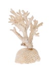 Isolated white coral branch Royalty Free Stock Photo