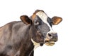 Isolated on white cow, funny portrait of a mooing cow, mouth open, the head with white blaze, showing her teeth and tongue while Royalty Free Stock Photo