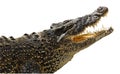 Isolated on white crocodile Royalty Free Stock Photo