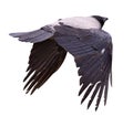 Isolated on white dark large crow flying awÃÂ°y Royalty Free Stock Photo