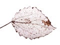 Isolated on white dead leaf Royalty Free Stock Photo