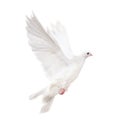 Isolated white dove Royalty Free Stock Photo