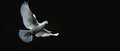 Isolated white dove flying in the sky on a black background Royalty Free Stock Photo