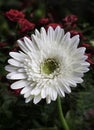 Isolated White Flower HD Image close-up on house garden