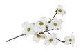 Isolated White flowering dogwood tree blossoms Royalty Free Stock Photo