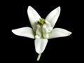 Isolated white flowers on black background. Royalty Free Stock Photo