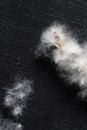 Tuffs of cottonwood seeds on a textured black background.